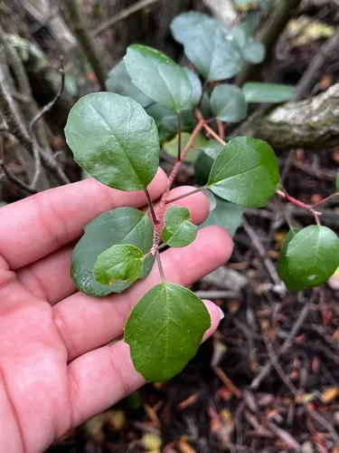 Island Gooseberry — photo by Daniela Varela Zepeda