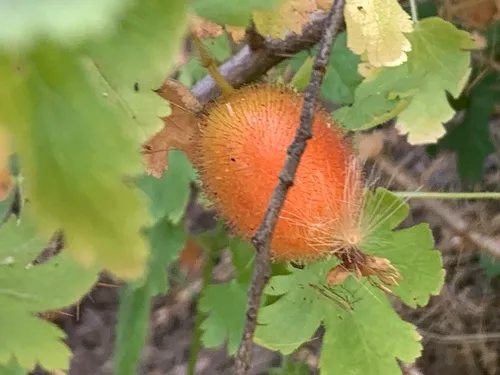 Victor's Gooseberry — photo by Silverado Jim