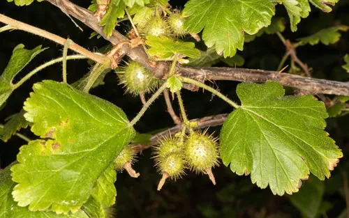 Spring Gooseberry — photo by Jeff Ward