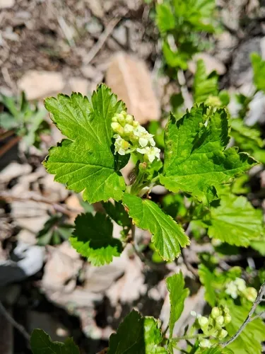 Wolf's Currant — photo by eriastrum