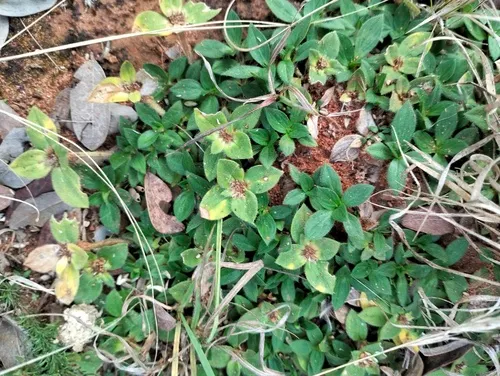Tropical Mexican Clover