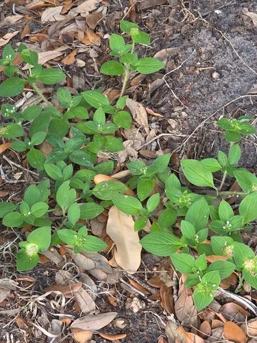 Rough Mexican Clover