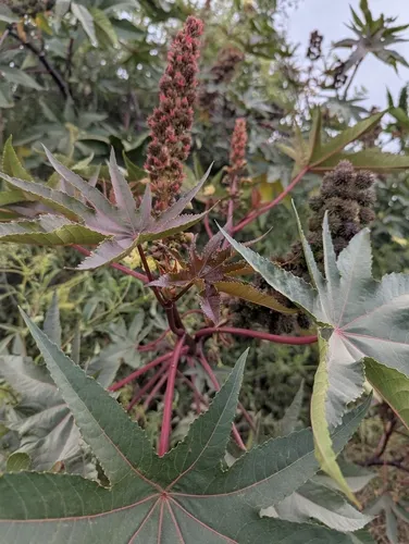 Castorbean — photo by mclay100