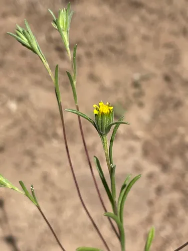 Wireweed — photo by jrmorris