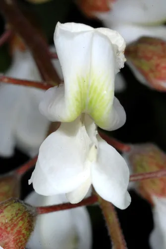 Black Locust — photo by Douglas Goldman