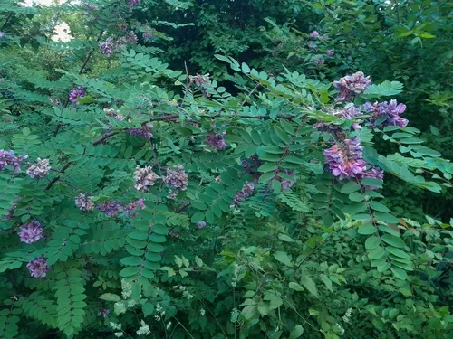 Clammy Locust
