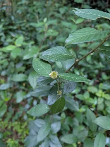 Yerba De Plata — photo by luzluz
