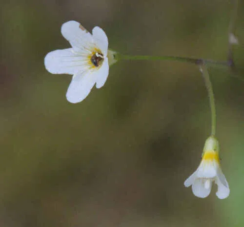 California Mistmaiden