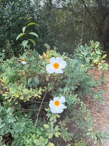 Coulter's Matilija Poppy