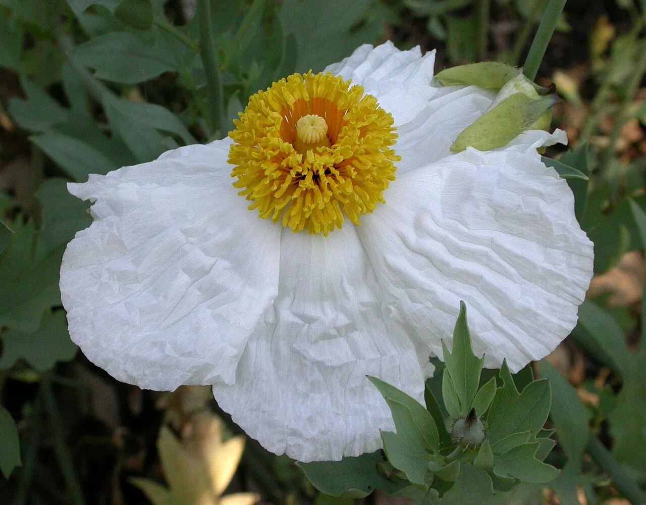 Bristly Matilija Poppy — photo by No machine-readable author provided. Curtis Clark assumed (based on copyright…