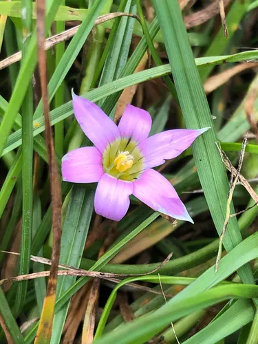 Rosy Sandcrocus (var. australis) — photo by christenhusz