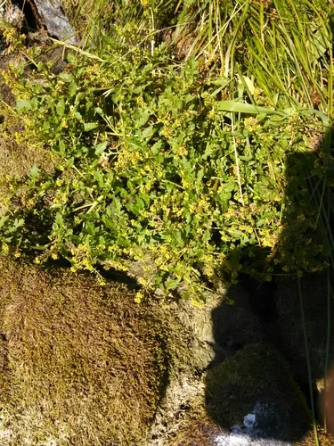Alpine Yellowcress