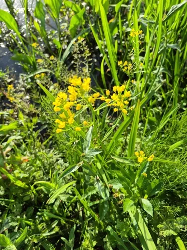 Great Yellowcress — photo by lena345
