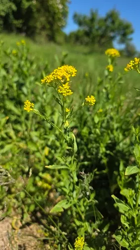Austrian Yellowcress — photo by Christoph Moning