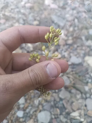 Hoary Yellowcress — photo by Valyaev Dmitry