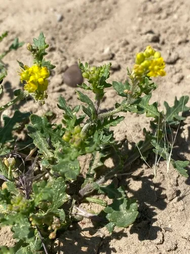 Persistent Sepal Yellowcress — photo by Sienna Wessel