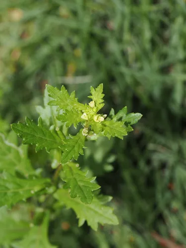 Chinese Yellowcress — photo by 小铖/Smalltown