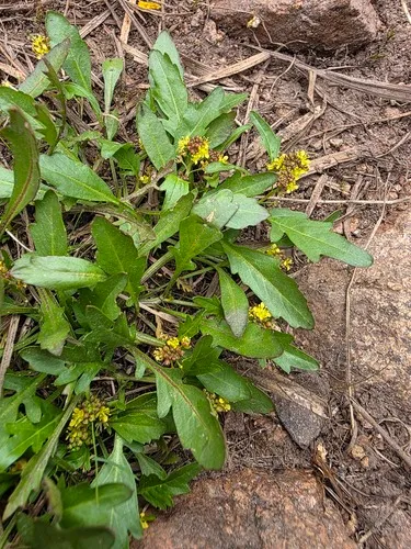 Bluntleaf Yellowcress