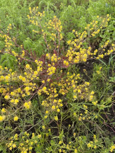 Curvepod Yellowcress