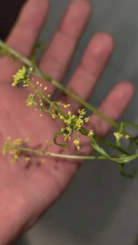 Globe Yellowcress — photo by zgy