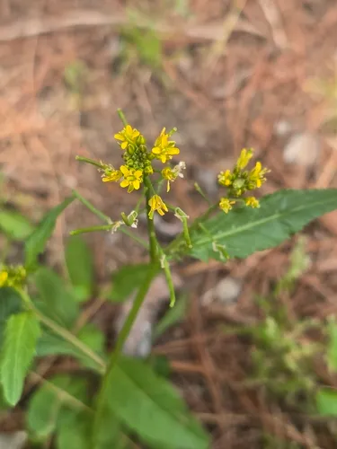 Variableleaf Yellowcress (var. indica) — photo by hyobin Seong
