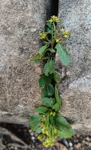 Northern Marsh Yellowcress — photo by David Earl