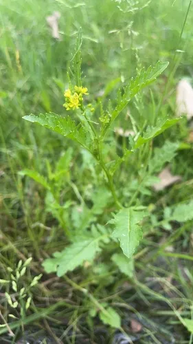 Bog Yellowcress