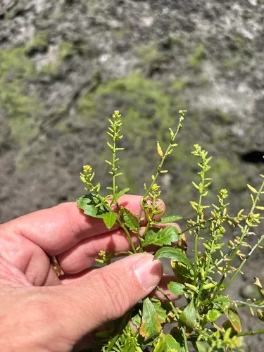 Stalkless Yellowcress — photo by Sam Kieschnick