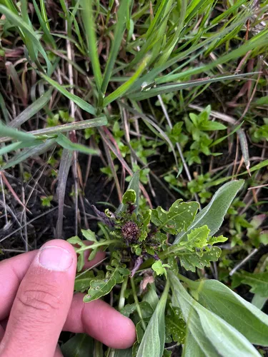 Roundfruit Yellowcress — photo by Benjamin Stout