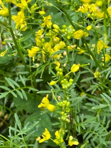 Creeping Yellowcress — photo by nsgilmore