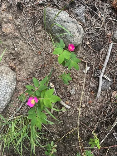 Prickly Rose — photo by Cate Collins