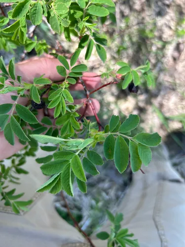 Smooth Rose (var. glabra) — photo by Owen McElroy