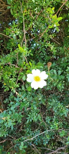 Macartney Rose — photo by jsohn2104