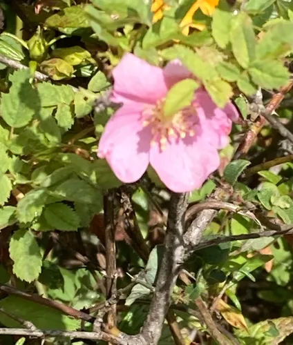 California Wildrose