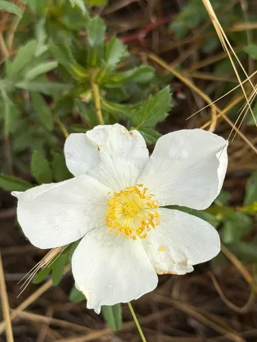 White Prairie Rose — photo by ChelseeS