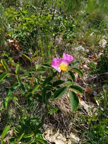 French Rose — photo by Daniela Tomášiková