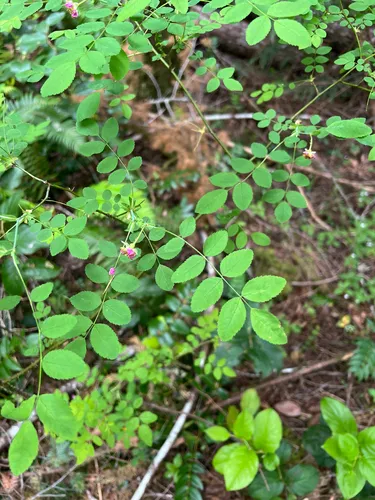 Dwarf Rose