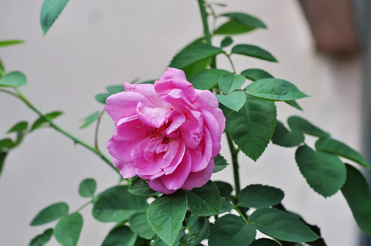 Cyme Rose — photo by JDP90 (Joydeep) .