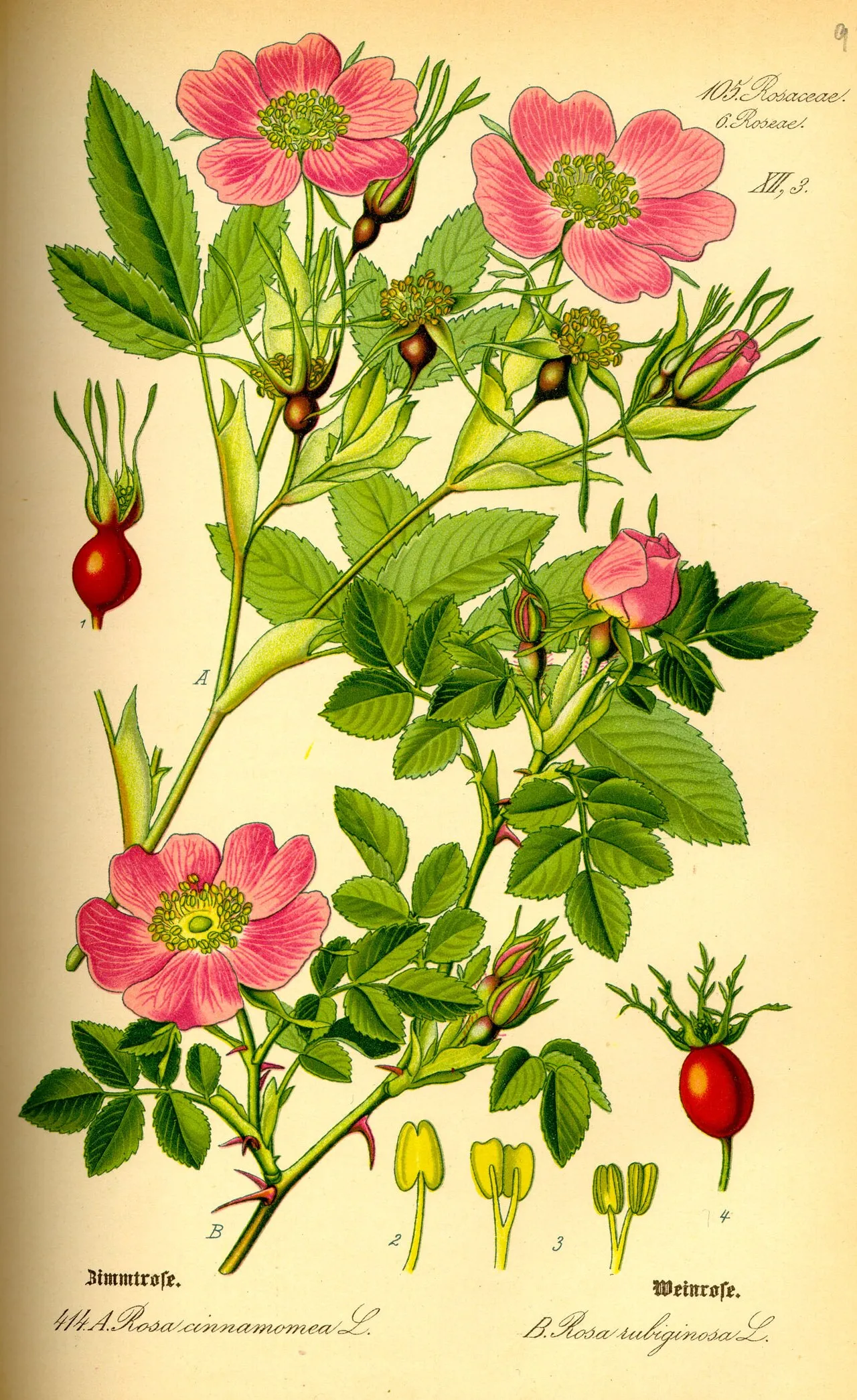 Double Cinnamon Rose — photo by Wikimedia Commons