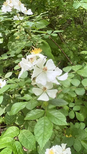 Multiflora Rose — photo by Summit Metro Parks