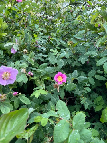 Nootka Rose