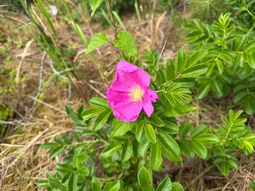 Rugosa Rose — photo by bag00m