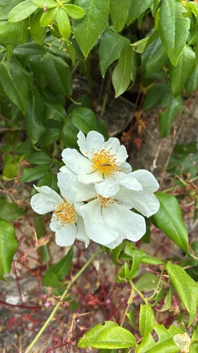 Evergreen Rose — photo by M.Zúquete