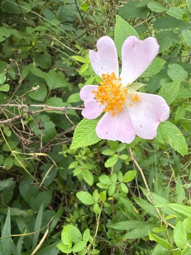 Climbing Rose