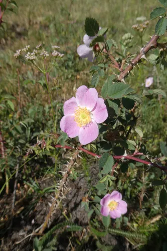 Mediterranean Rose — photo by Carles Fabregat