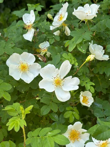 Scotch Rose — photo by teddb