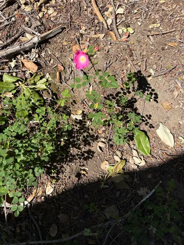 Ground Rose — photo by Ray Krebs