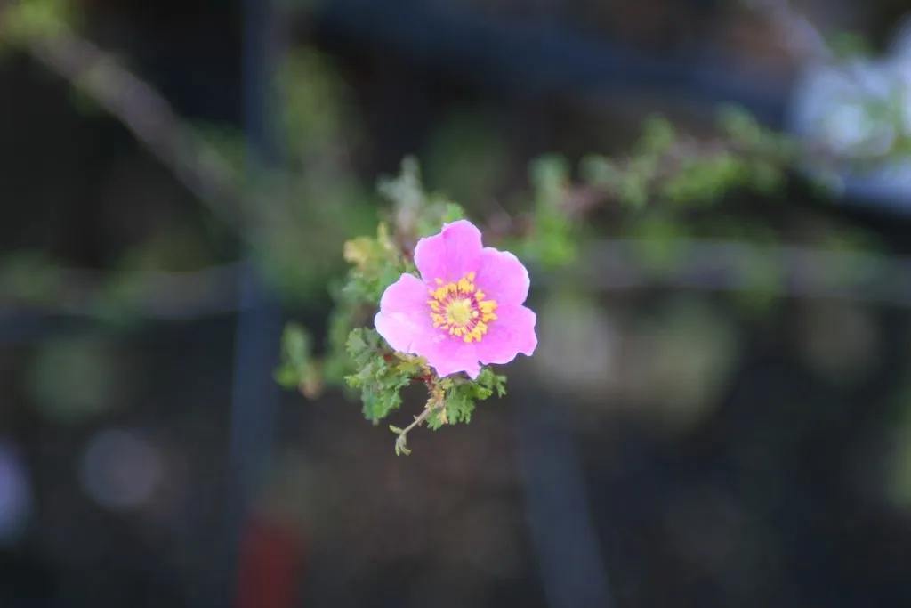 Desert Rose (subsp. mirifica) — photo by mmmavocado