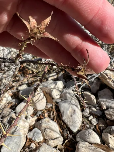 Desert Rose — photo by Caleb Helsel