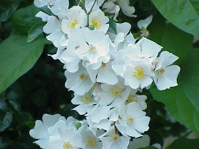 Memorial Rose